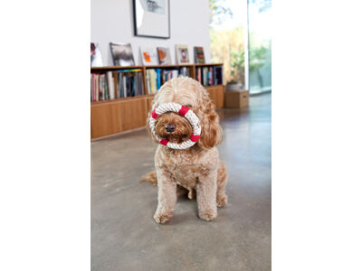 Fun for Pets, Healthy for the Planet
